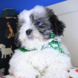 Knight Shihpoo 02