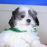 Knight Shihpoo 03