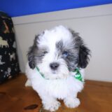 Knight Shihpoo 04