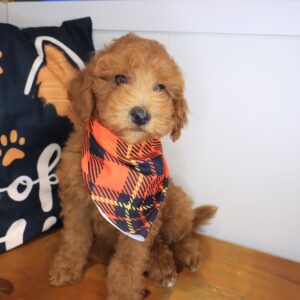 Kuma Goldendoodle 01 Kuma Goldendoodle 01