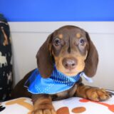 Lemon Dachshund 01