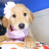 Lemonade Golden Retriever 01