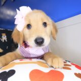 Lemonade Golden Retriever 03