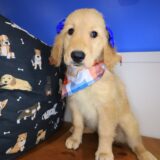 Lilibet Golden Retriever 02