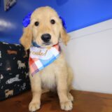 Lilibet Golden Retriever 03