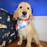 Lilibet Golden Retriever 04