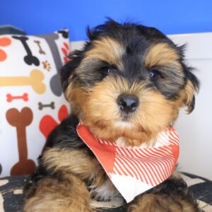 Littlefoot Morkie 01 Littlefoot Morkie 01