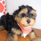 Littlefoot Morkie 02