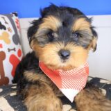 Littlefoot Morkie 04