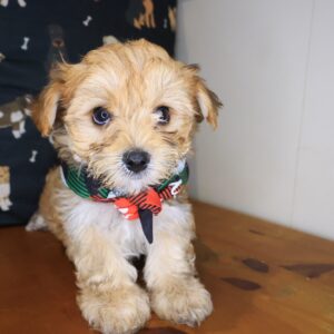 Lollipop Morkie 01 Lollipop Morkie 01