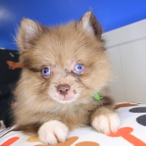 Lox Pomeranian 01 Lox Pomeranian 01