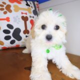 Maisy Maltipoo 01