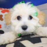 Maisy Maltipoo 02