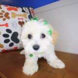 Maisy Maltipoo 03