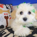 Maisy Maltipoo 04