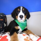 Maverick Bernese Mountain 01