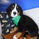 Maverick Bernese Mountain 02