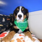 Maverick Bernese Mountain 03
