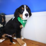 Maverick Bernese Mountain 04