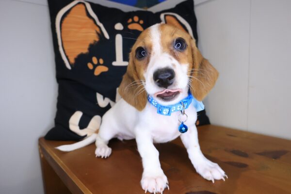 Mia Dachshund 01