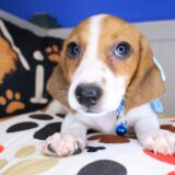 Mia Dachshund 02