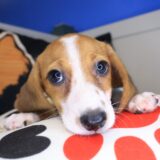 Mia Dachshund 03