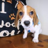 Mia Dachshund 04
