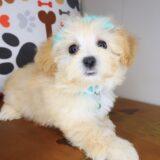 Mia Maltipoo 01