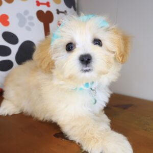 Mia Maltipoo 01 Mia Maltipoo 01