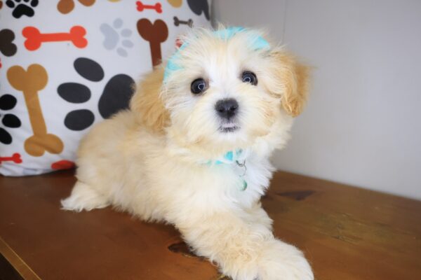 Mia Maltipoo 01
