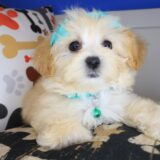 Mia Maltipoo 02