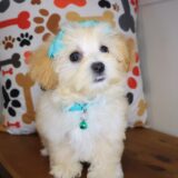 Mia Maltipoo 03