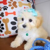 Mia Maltipoo 04
