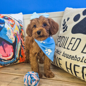Natasha Goldendoodle 01 Natasha Goldendoodle 01