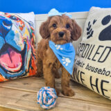 Natasha Goldendoodle 02