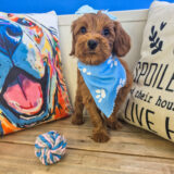 Natasha Goldendoodle 03