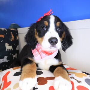 Odie Bernese Mountain 01 Odie Bernese Mountain 01