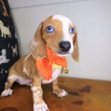 Olga Dachshund 01