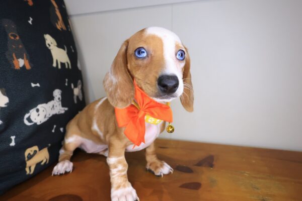 Olga Dachshund 01