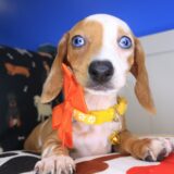 Olga Dachshund 02