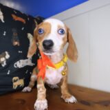 Olga Dachshund 03