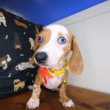 Olga Dachshund 04