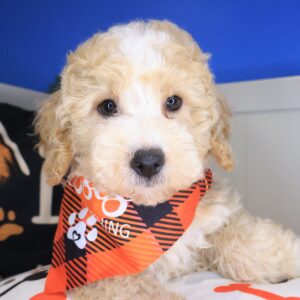 Ollie Poodle 01 Ollie Poodle 01