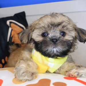Pango Shih Tzu 01 Pango Shih Tzu 01