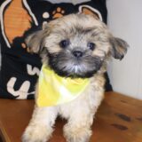 Pango Shih Tzu 04