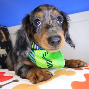 Paolo Dachshund 01 Paolo Dachshund 01