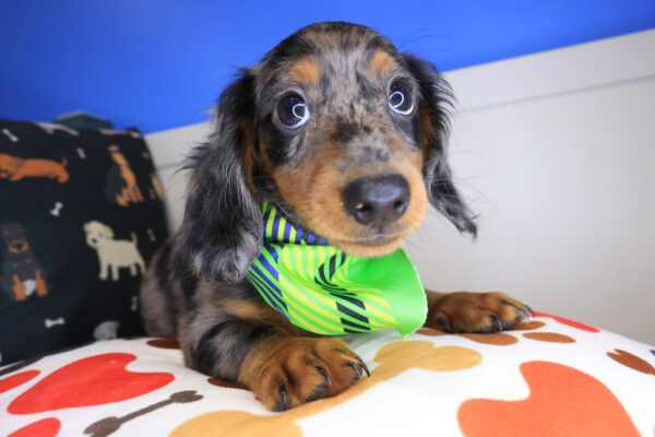 Paolo Dachshund 01