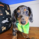 Paolo Dachshund 02