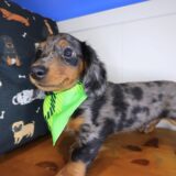 Paolo Dachshund 04