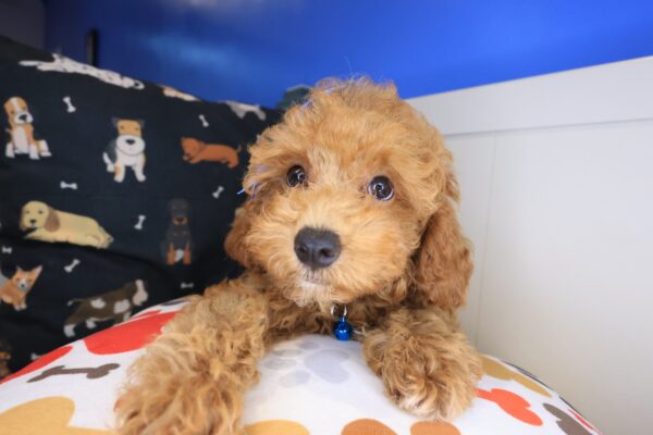 Payne Poodle 01